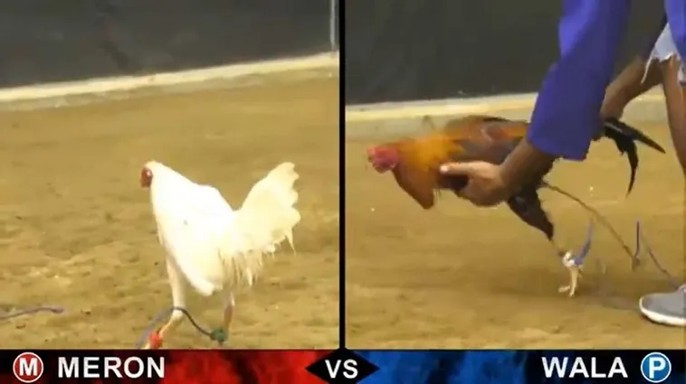 Hướng Dẫn Cách Chơi Đá Gà Sabong Tại 789Bet Chi Tiết